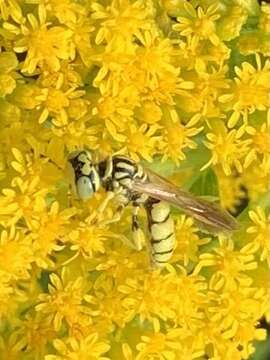 Imagem de Philanthus multimaculatus Cameron 1891