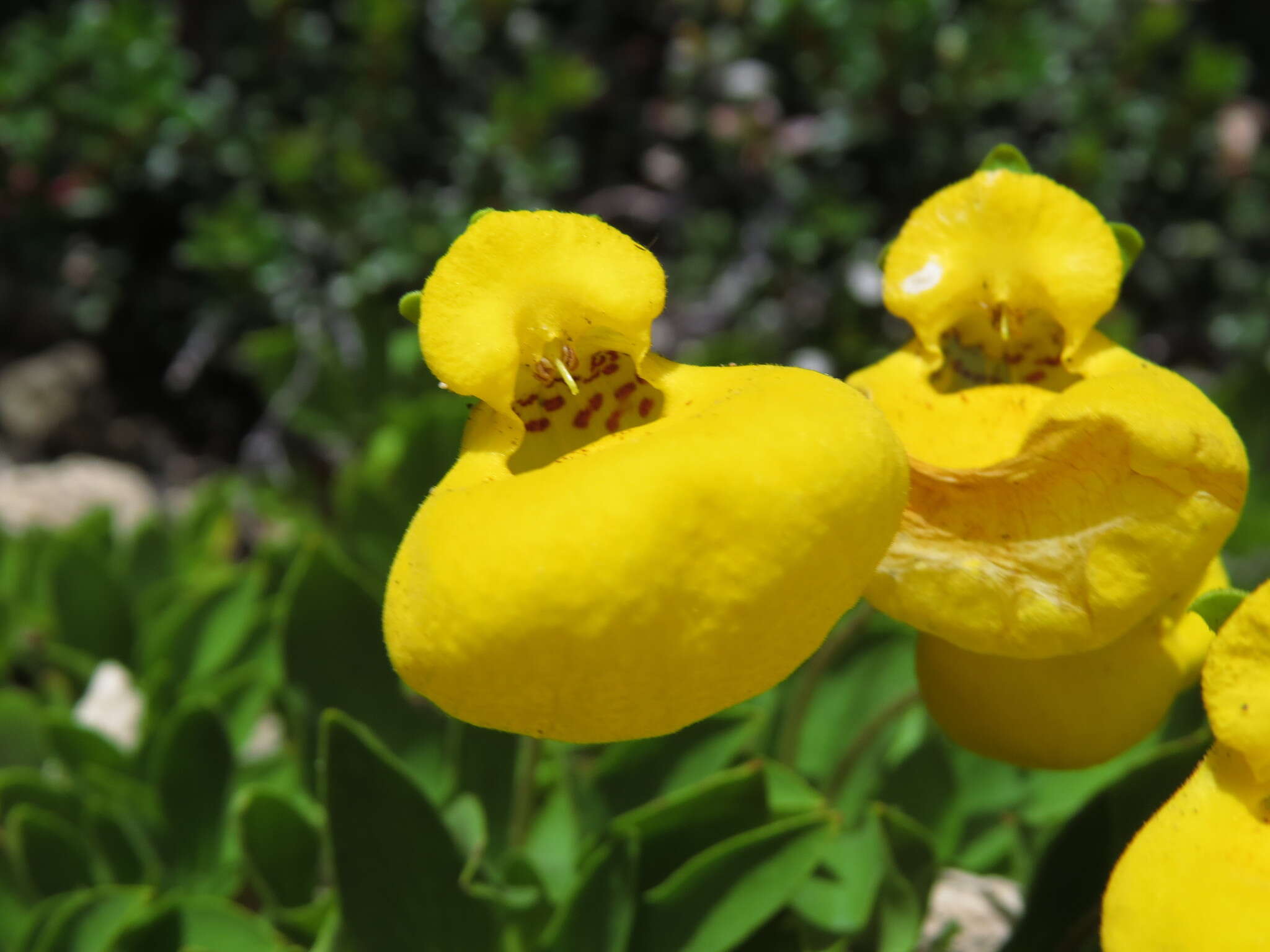 Image of Calceolaria pennellii Descole & Borsini