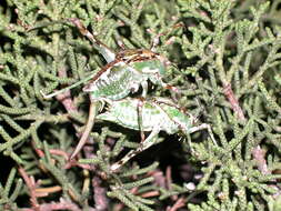 Image of Aglaothorax ovata ovata (Scudder & S. H. 1899)