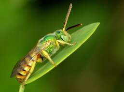 Agapostemon melliventris Cresson 1874的圖片