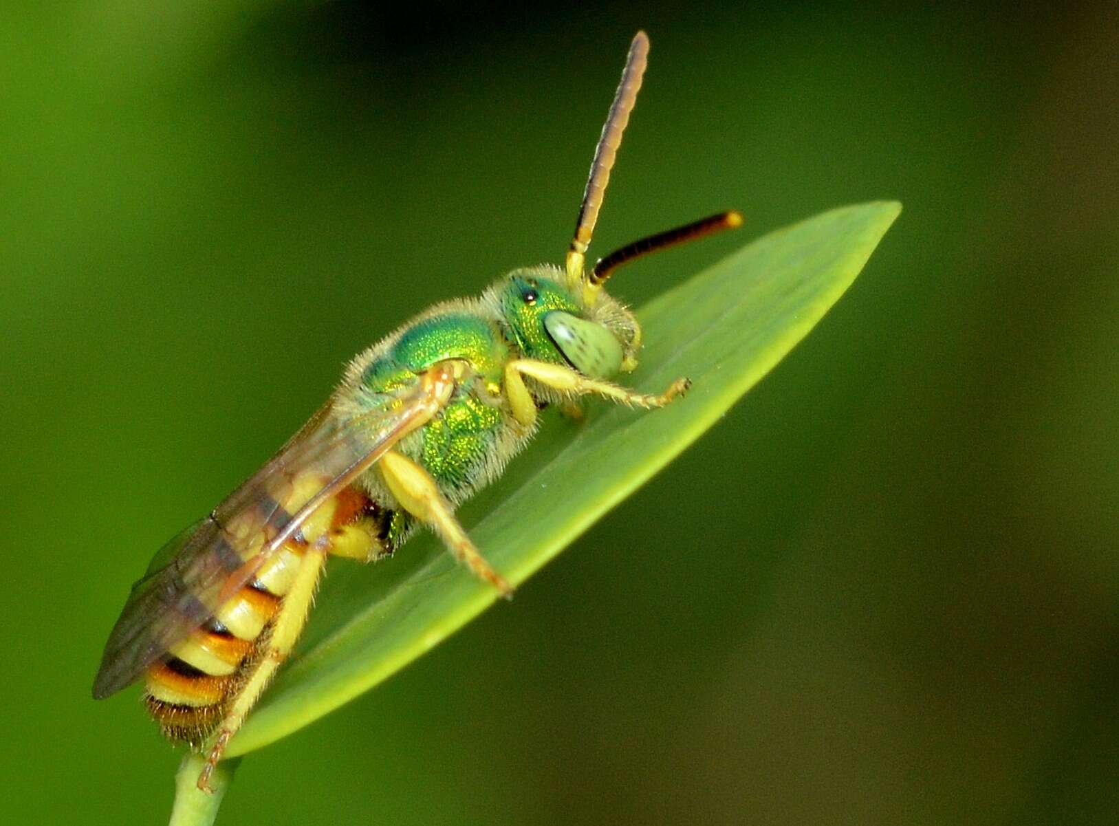 Agapostemon melliventris Cresson 1874的圖片