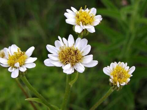 Image of Afroaster comptonii (W. Lippert) J. C. Manning & Goldblatt