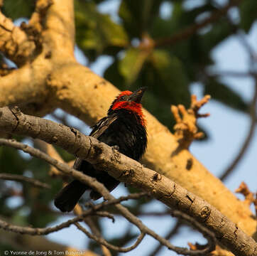 Image of Black-billed Barbet