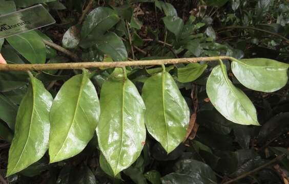 Image de Zamioculcas