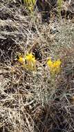 Image of Ericameria nauseosa var. speciosa (Nutt.) G. L. Nesom & G. I. Baird