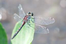 Image of Hudsonian Whiteface