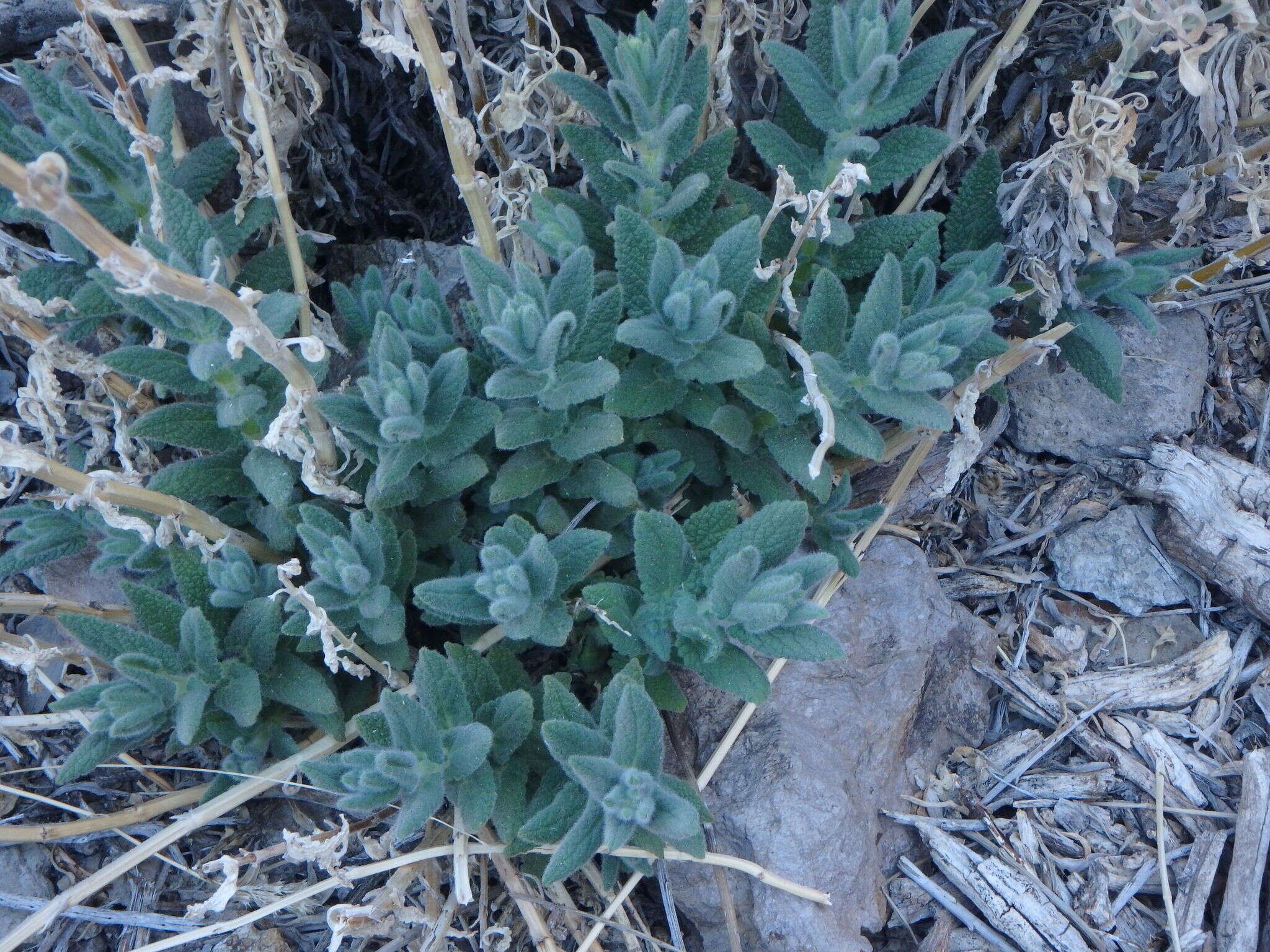 Image of Nepeta teydea Webb & Berthel.