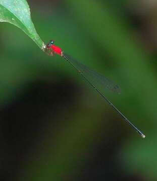 Amphicnemis gracilis Krüger 1898 resmi