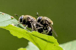 Image of Microdon manitobensis Curran 1924