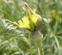 Image of Tragopogon minor Mill.