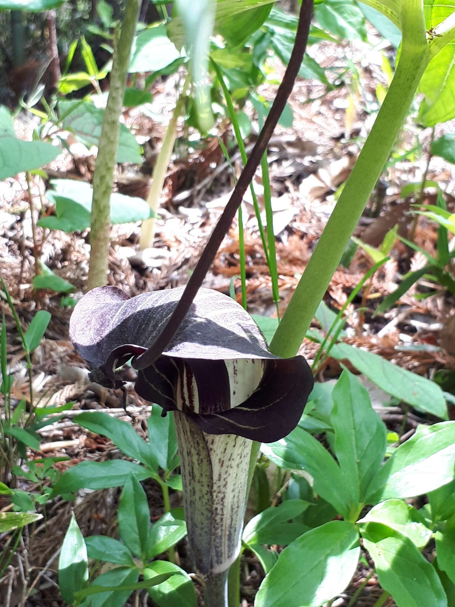 Image of Arisaema thunbergii subsp. urashima (H. Hara) H. Ohashi & J. Murata