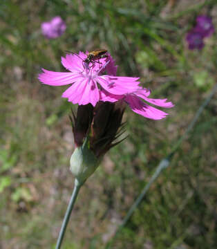 صورة Dianthus capitatus subsp. andrzejowskianus Zapal.