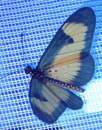 Image of Acraea alciope Hewitson 1852