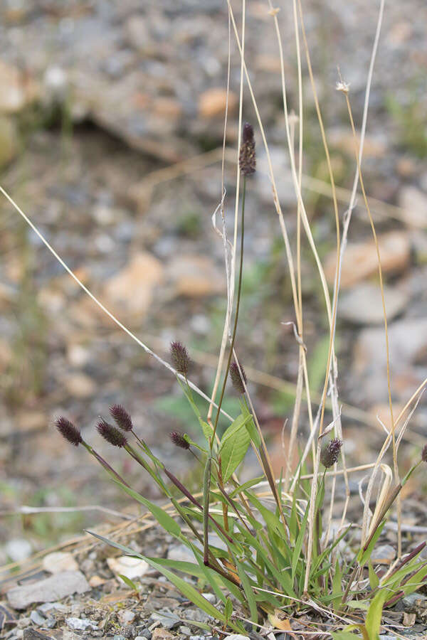 Image of alpine timothy