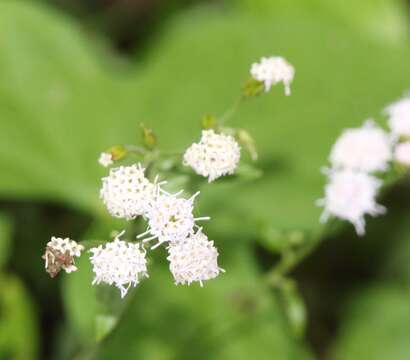 Plancia ëd Ageratina altissima var. angustata (A. Gray) Clewell & Woot.