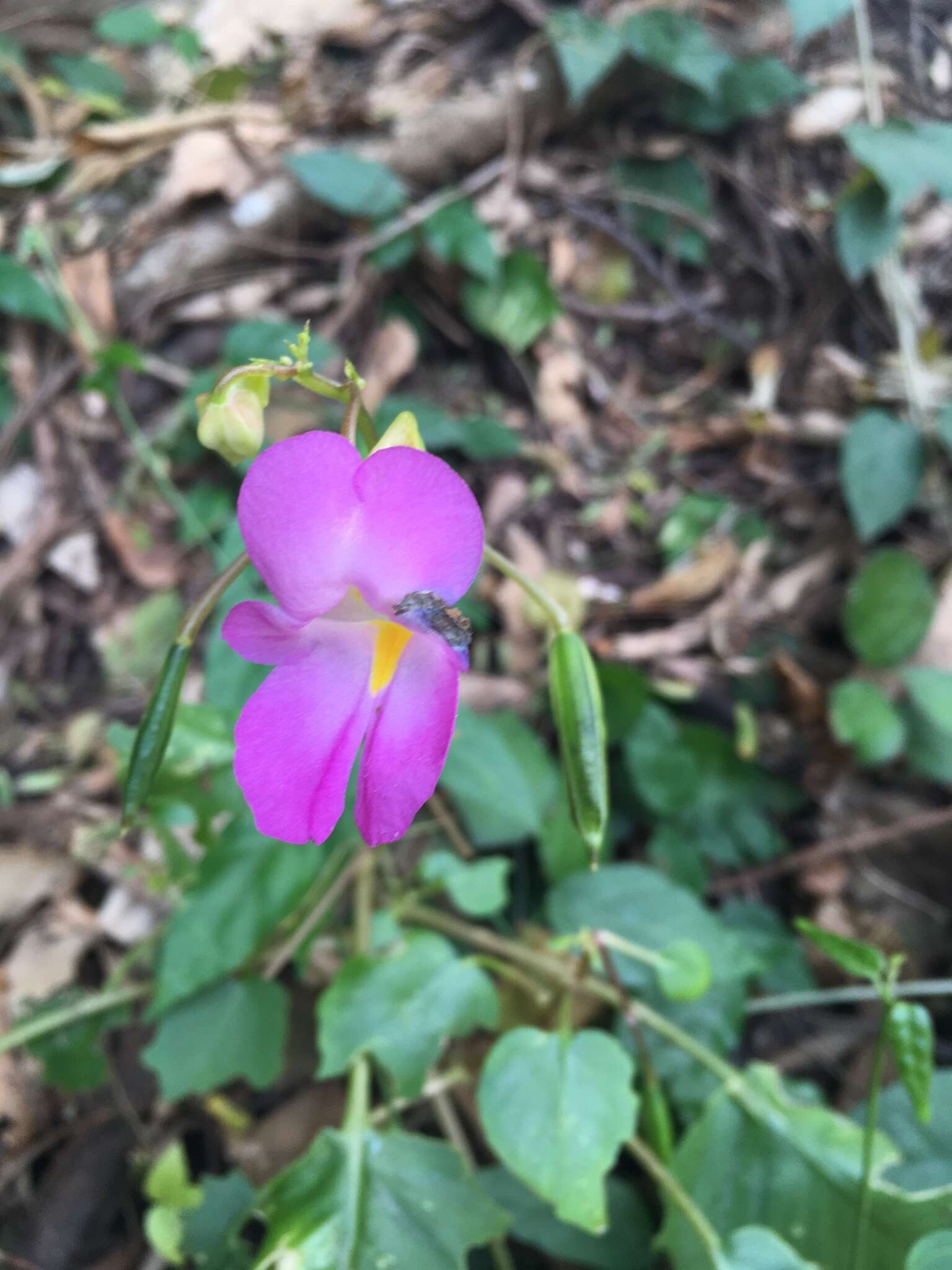 Impatiens putii Craib resmi