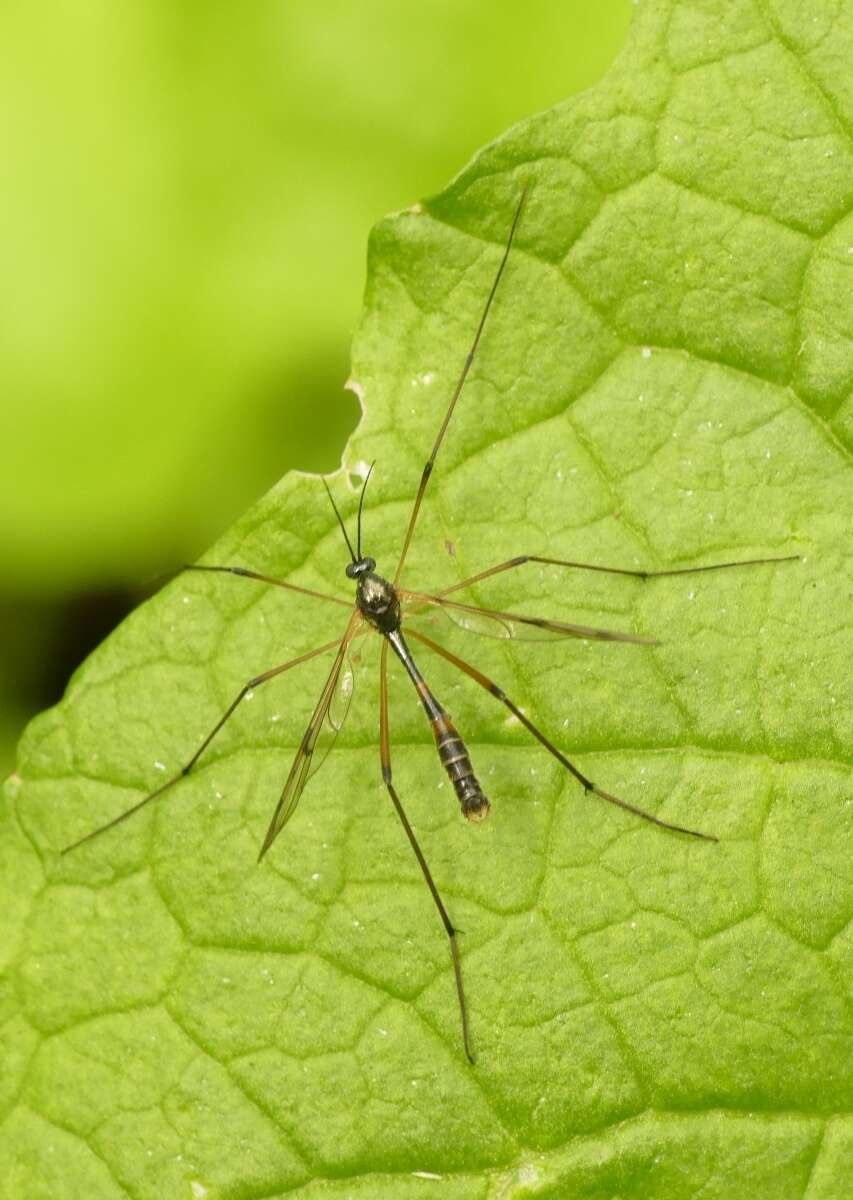 Image de Ptychoptera lacustris Meigen 1830