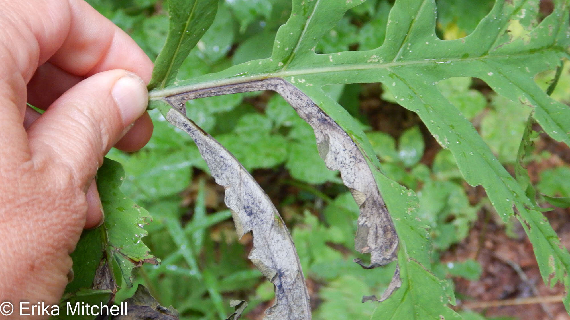 Chirosia gleniensis (Huckett 1924)的圖片