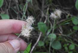 Antennaria parlinii subsp. fallax (Greene) R. J. Bayer & G. L. Stebbins resmi