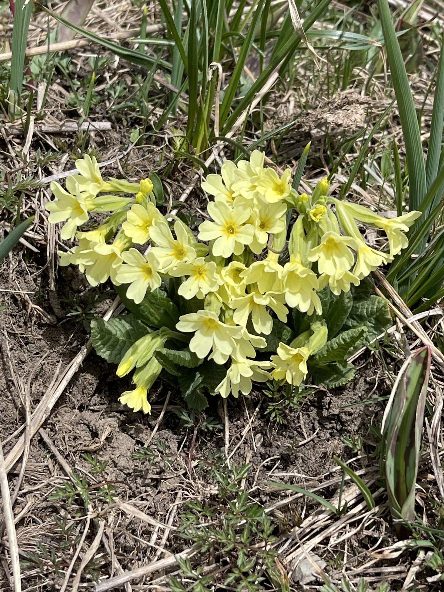 Plancia ëd Primula intricata Gren. & Godron