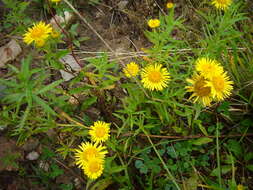 Image of British yellowhead