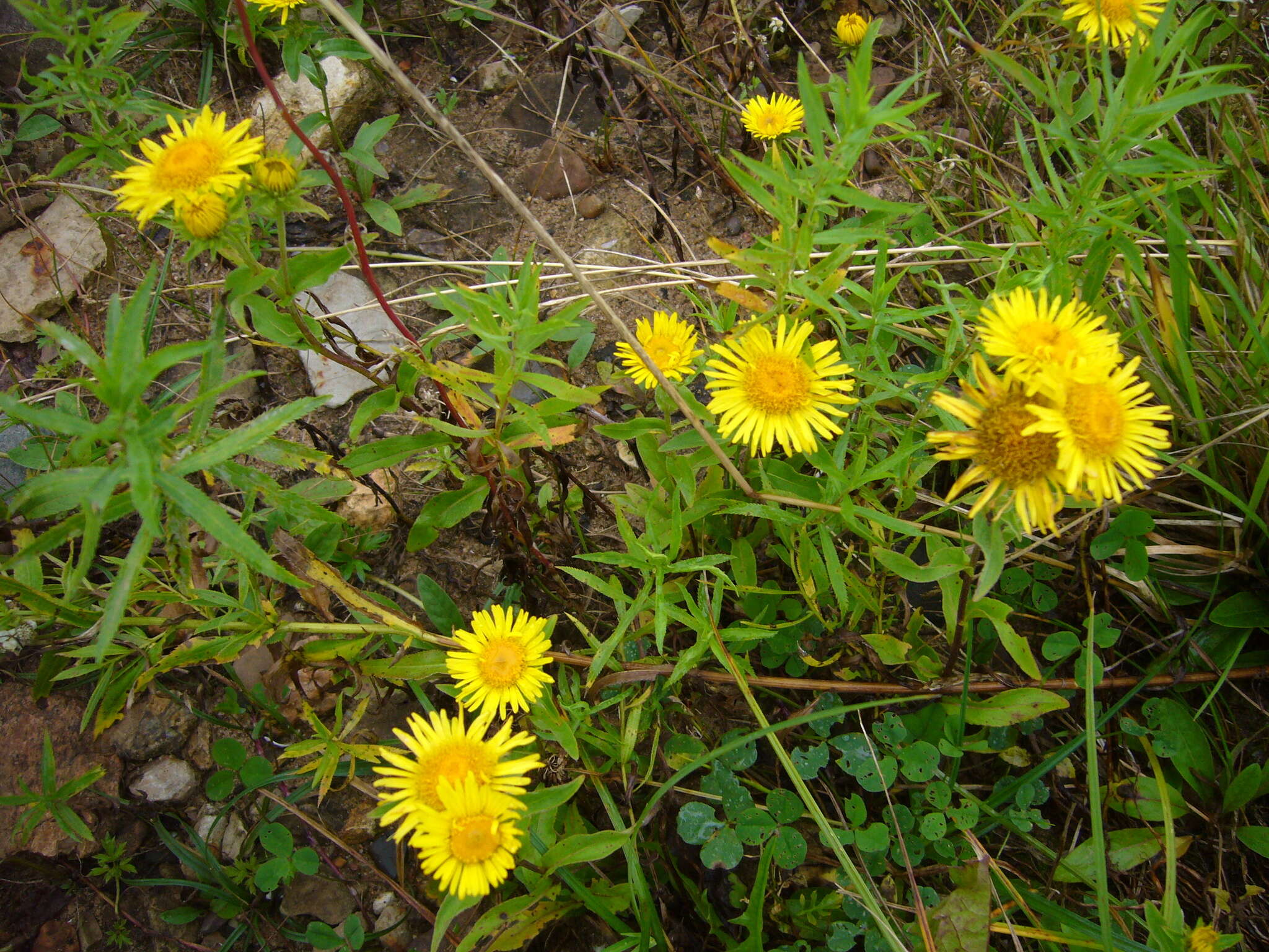 Image of British yellowhead