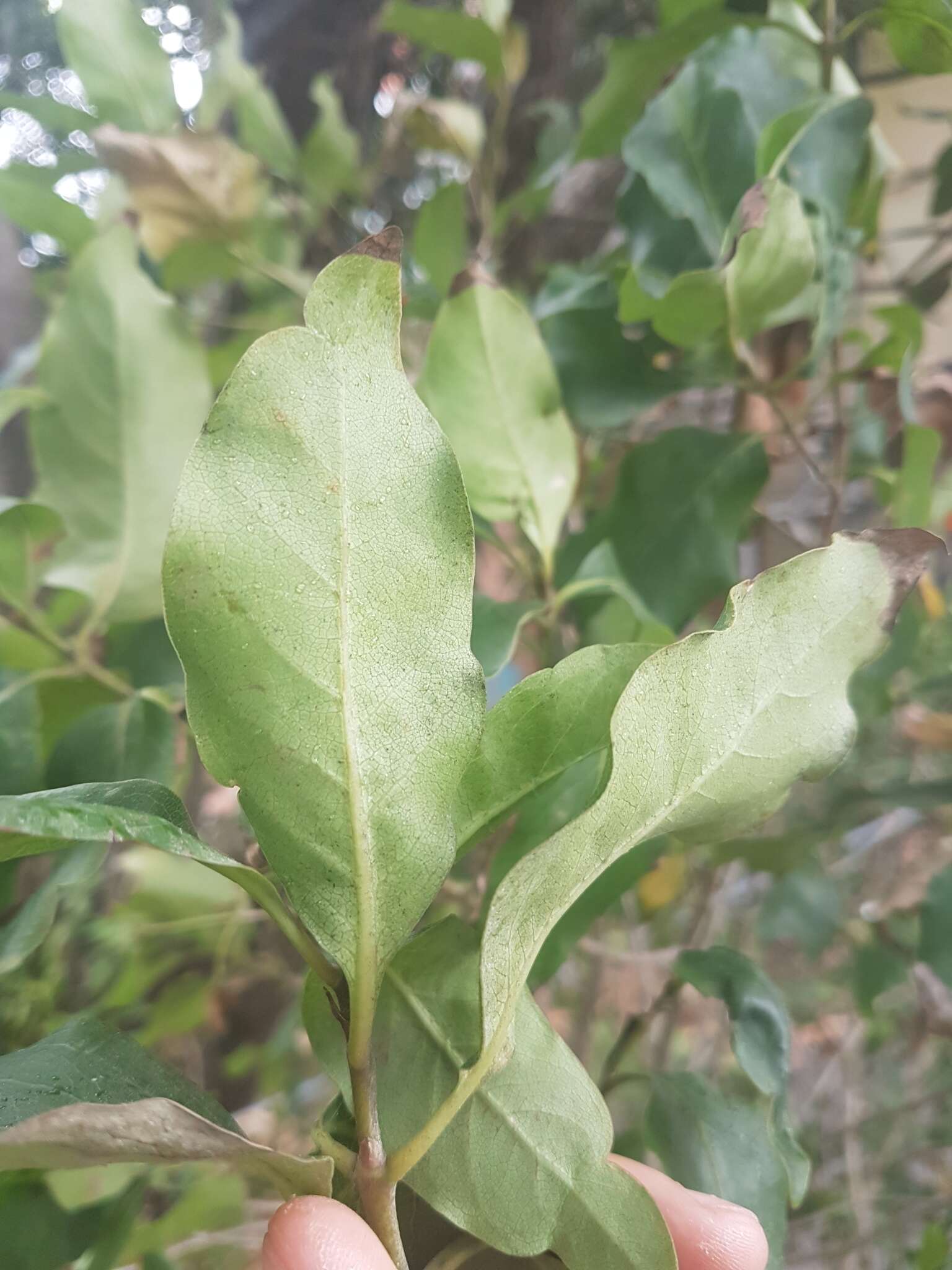 Imagem de Coprosma macrocarpa Cheeseman