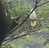 Cacatua moluccensis (Gmelin & JF 1788) resmi