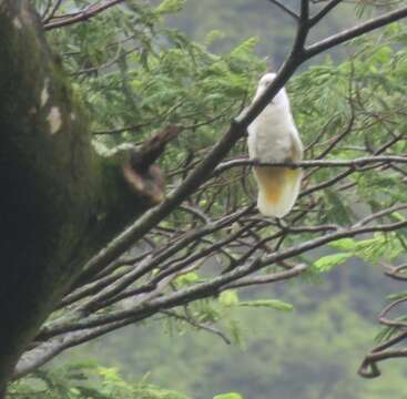 Image of Moluccan Cockatoo