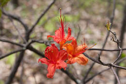 صورة Rhododendron cumberlandense E. L. Braun