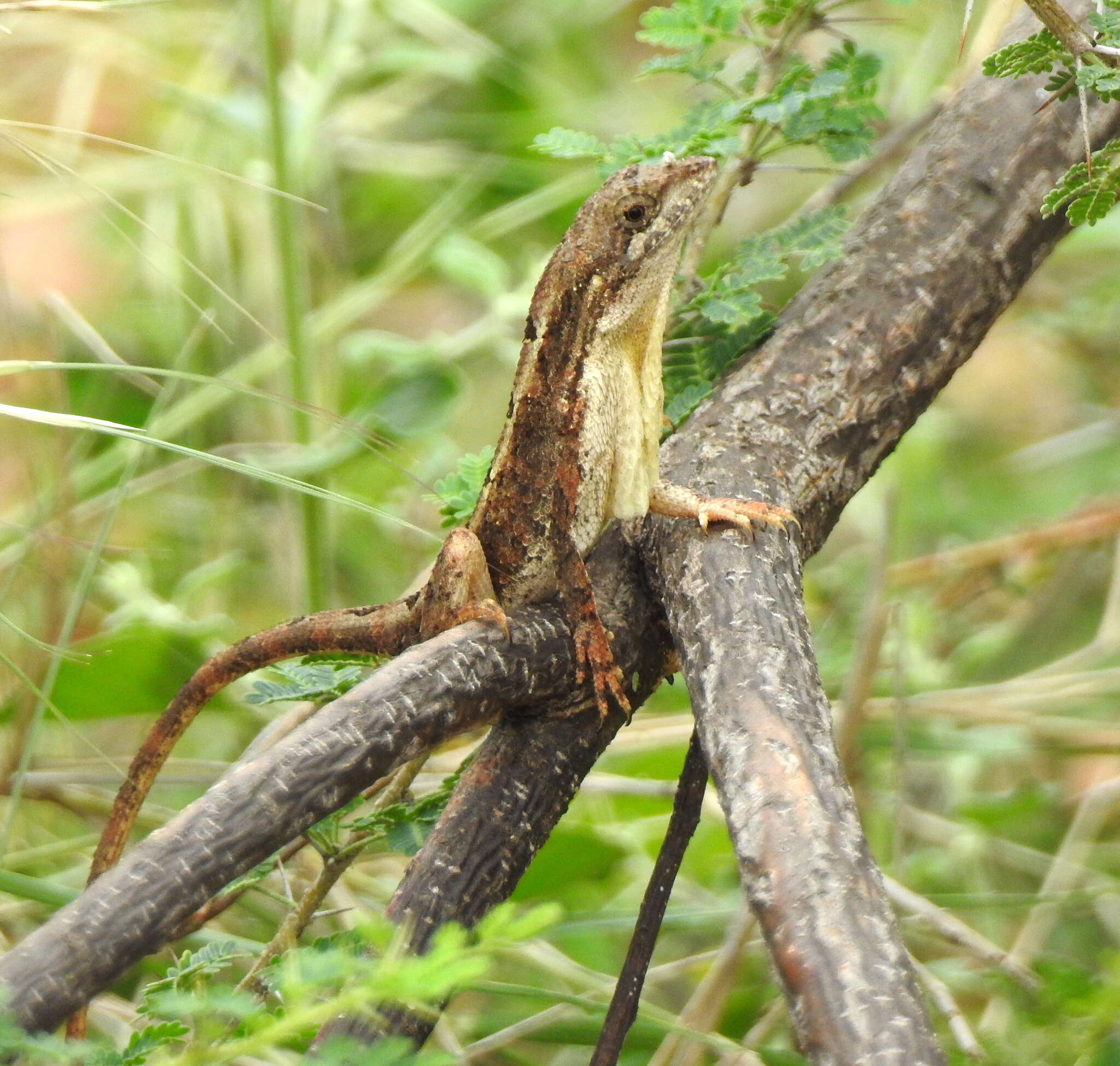 Image of Sita lizards