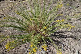 Image of Wright's goldenrod