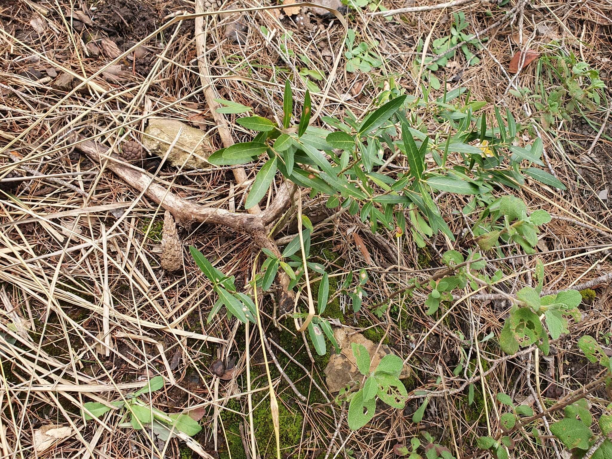 Phillyrea latifolia L. resmi