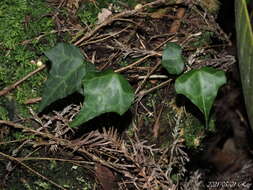 Image of Hedera rhombea var. formosana (Nakai) H. L. Li