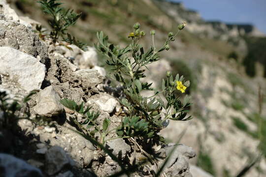 Image of Sibbaldianthe bifurca subsp. orientalis (Juz.) Kurtto & T. Erikss.