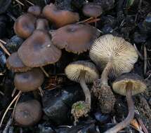 Image of Tephrocybe anthracophila (Lasch) P. D. Orton 1969