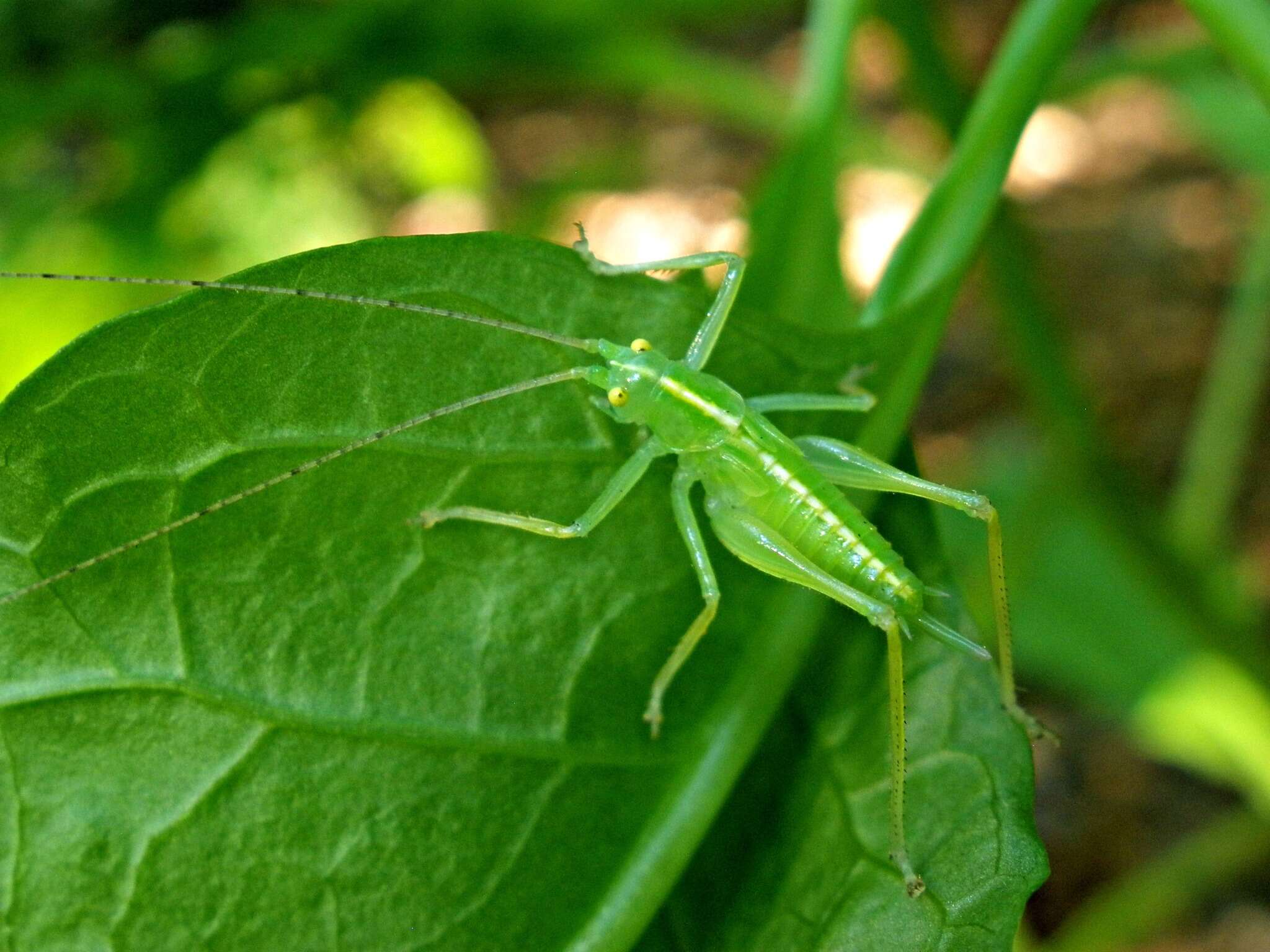 Image de Meconema