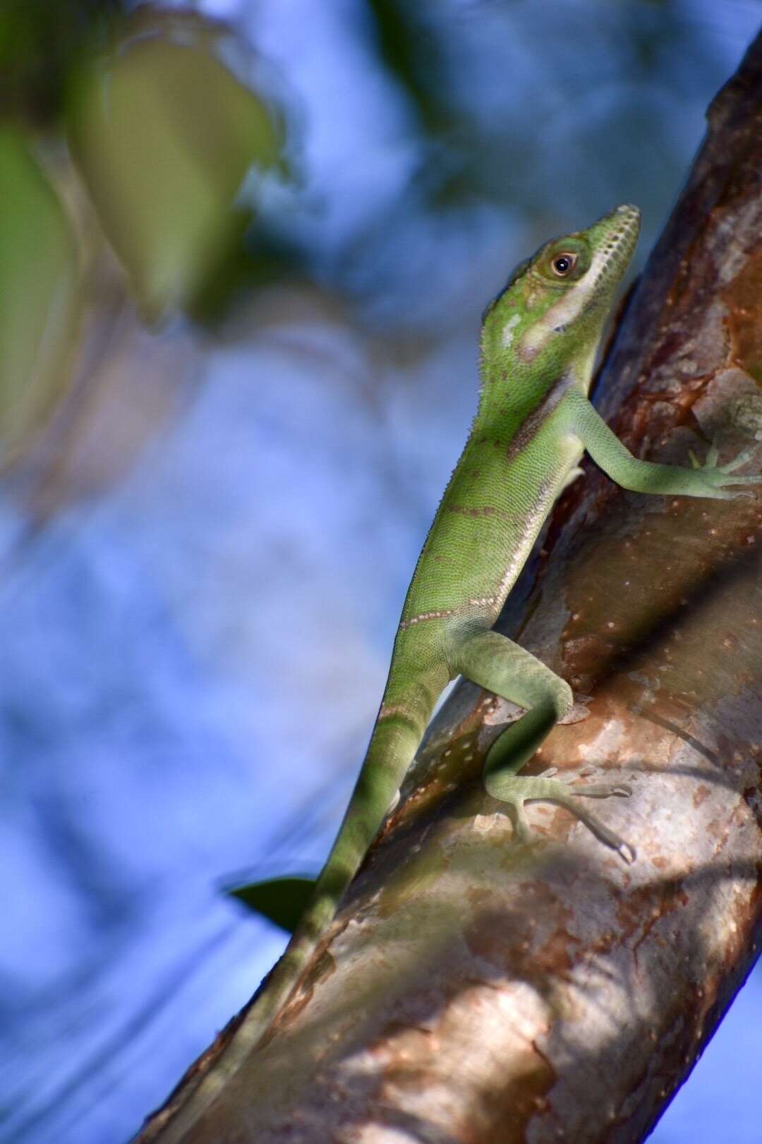 Слика од Anolis noblei Barbour & Shreve 1935