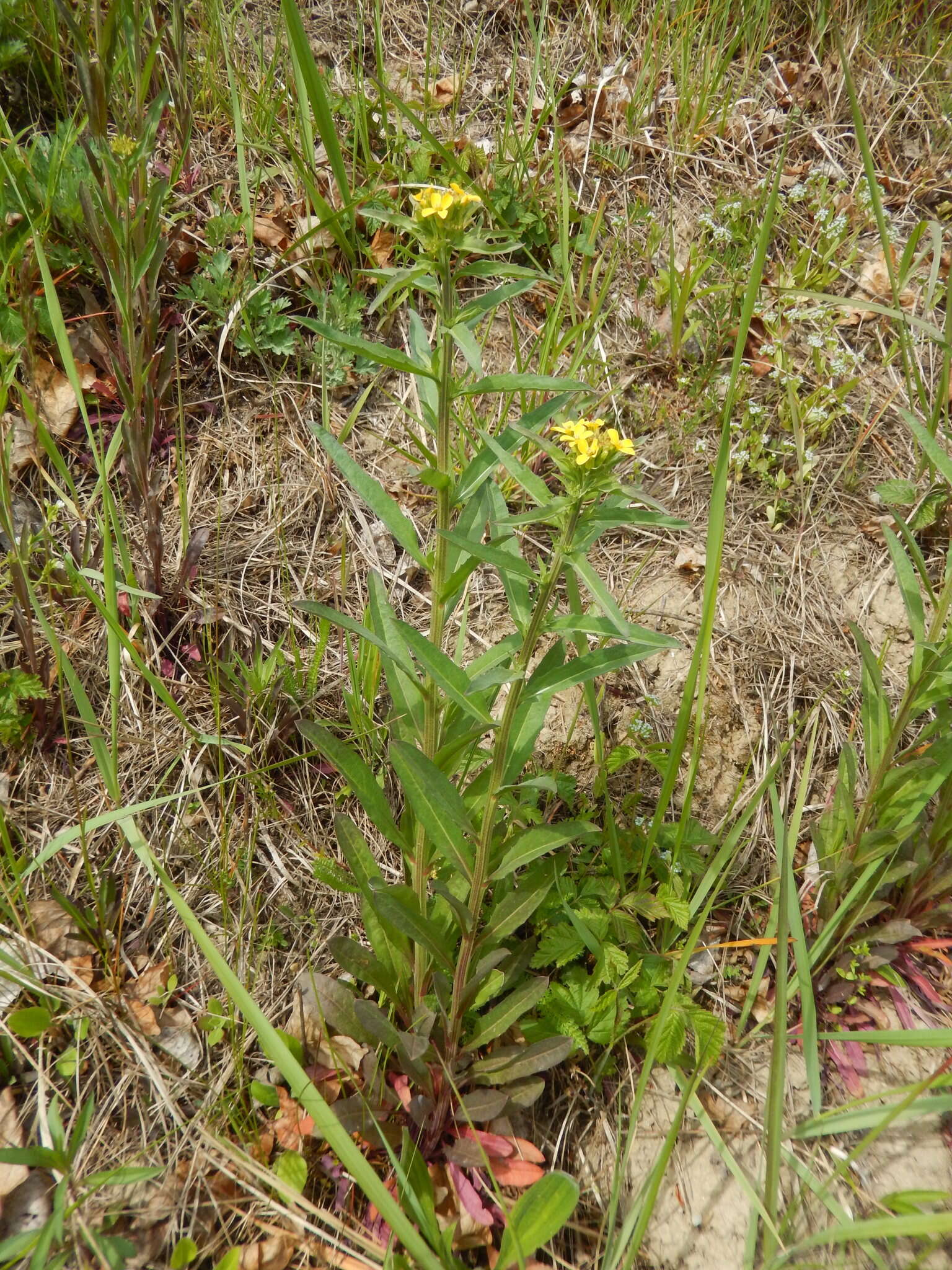 Image of Erysimum virgatum Roth