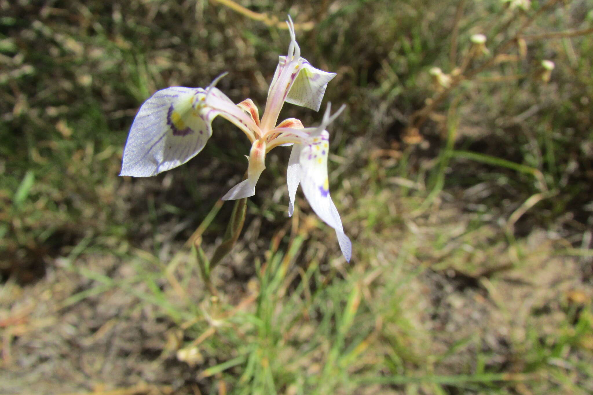 Слика од Moraea algoensis Goldblatt