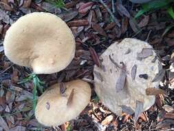 Image of Boletus atkinsonii Peck 1905