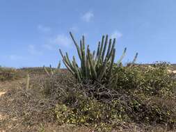 Imagem de Pilosocereus catingicola subsp. salvadorensis (Werderm.) Zappi