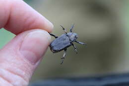 Image de Cremastocheilus (Macropodina) crinitus Le Conte 1874