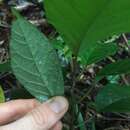 Image of Dorstenia carautae C. C. Berg