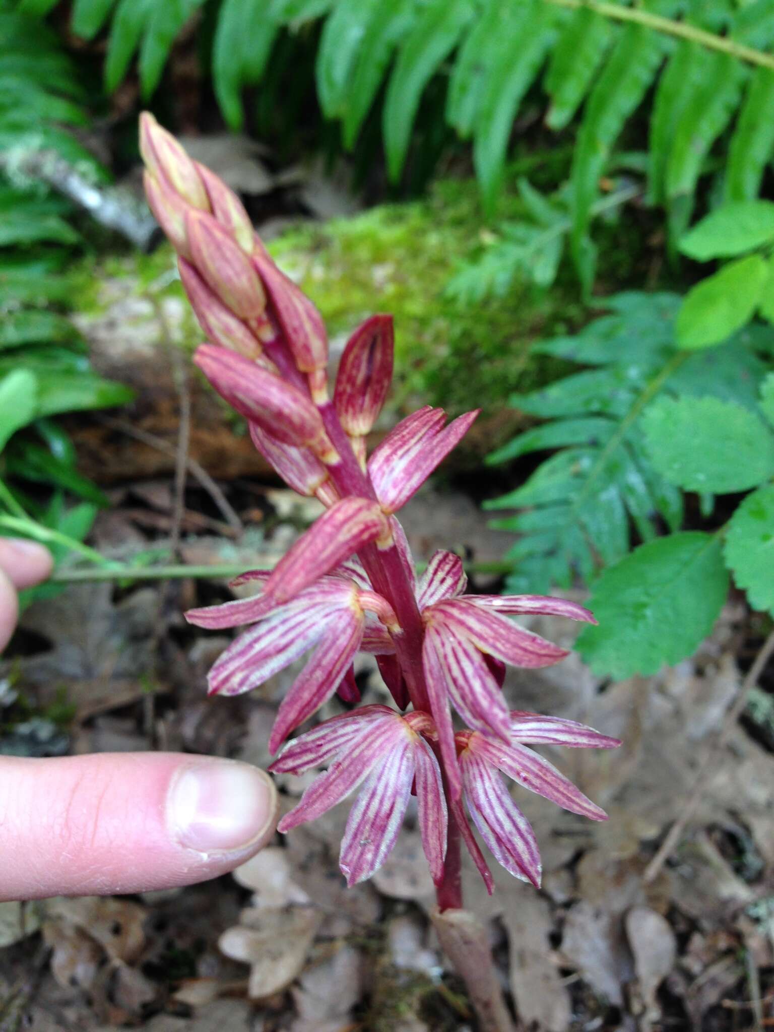 Image of Striped coralroot