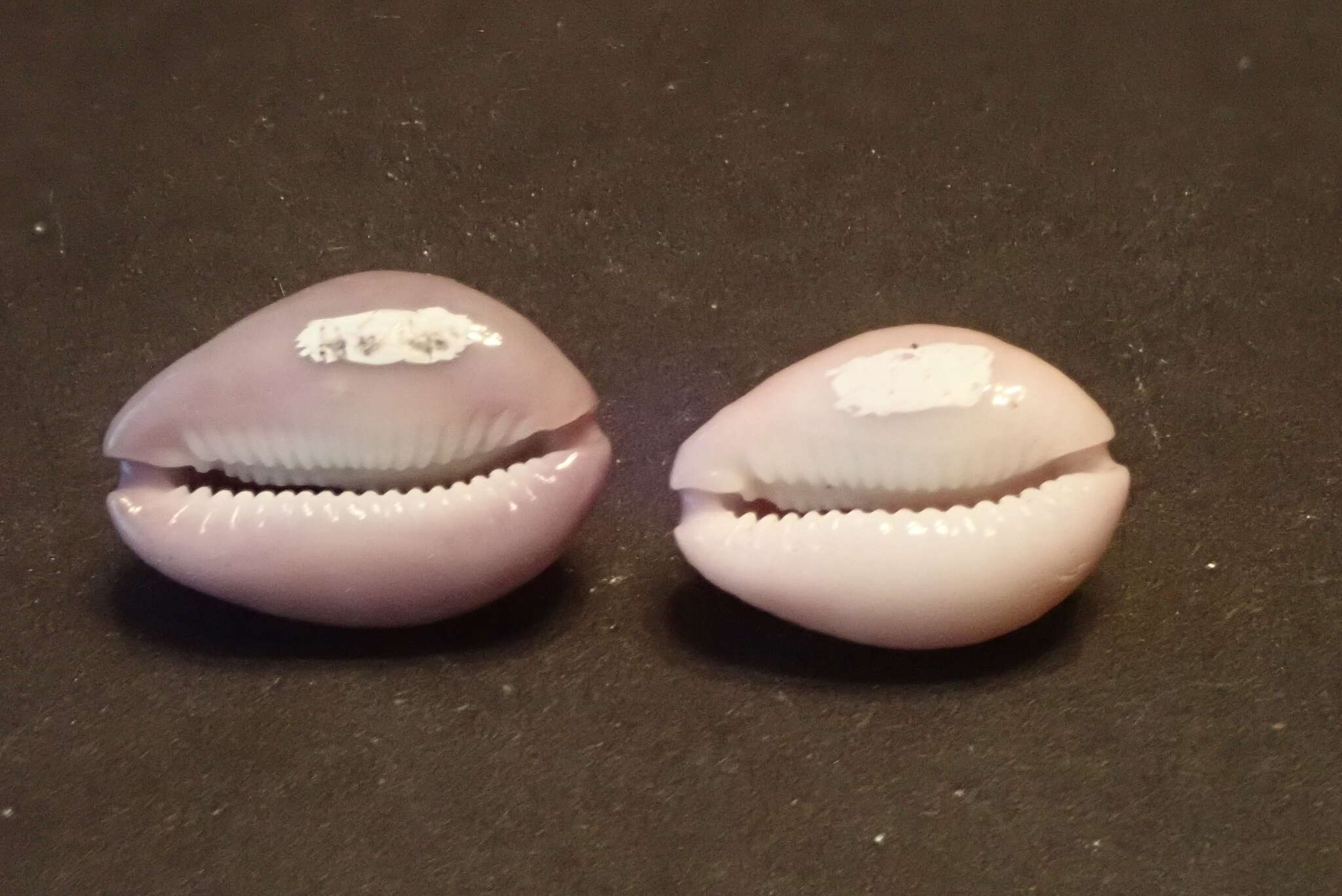 Image of Cowrie