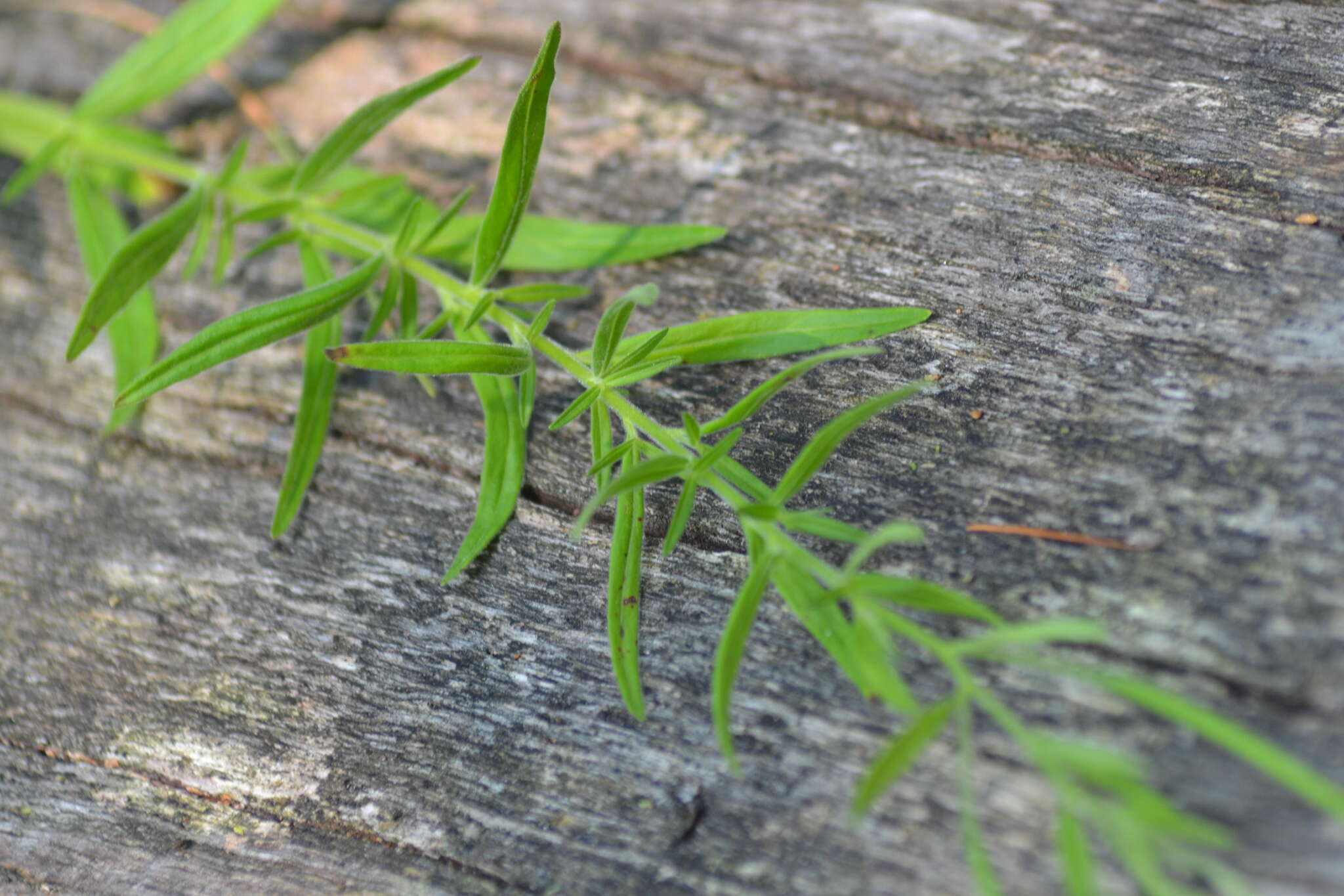 Image of Downy Willowherb