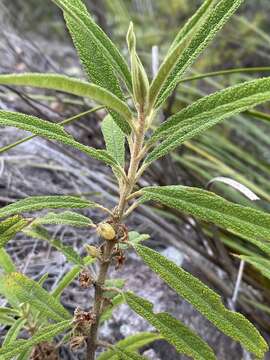 Image of Pityrodia salvifolia R. Br.