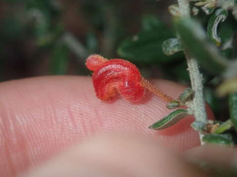 Image of Grevillea crassifolia Domin