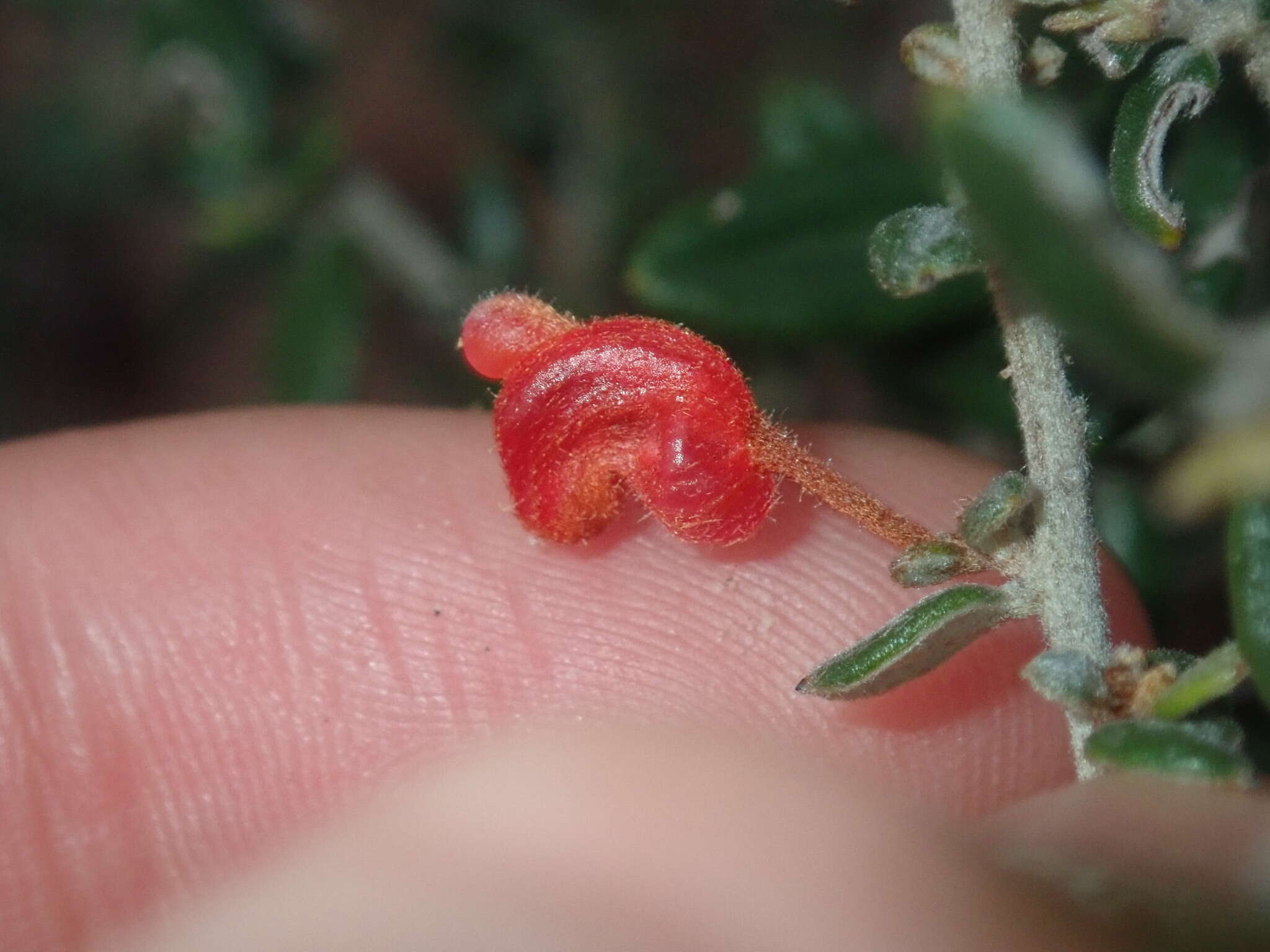 Image of Grevillea crassifolia Domin